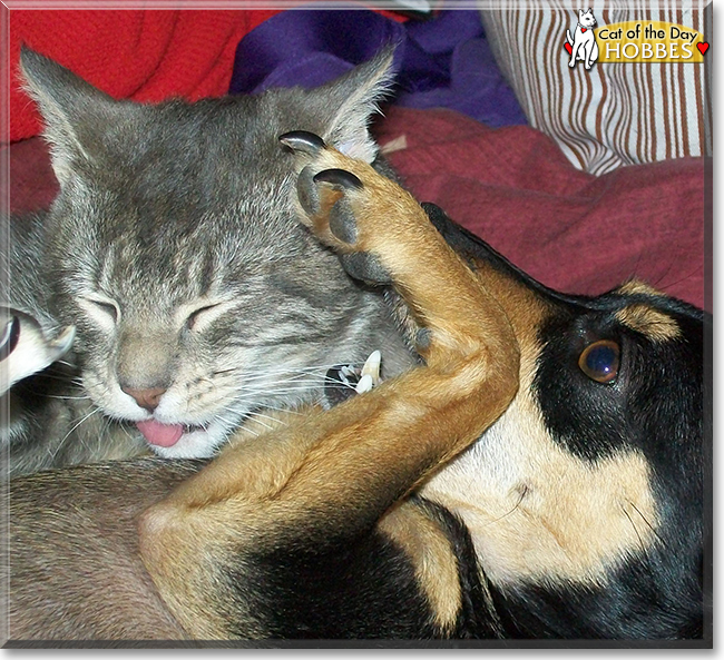 Hobbes the Tabby, the Cat of the Day