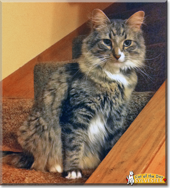 Sylvester the Tabby, the Cat of the Day