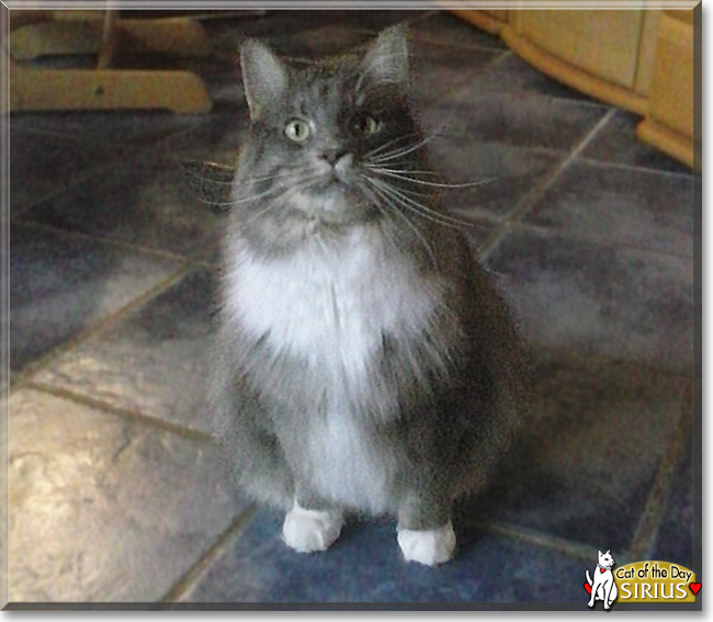 Sirius the Maine Coon Cat, the Cat of the Day