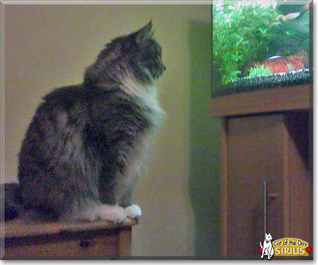 Sirius the Maine Coon Cat, the Cat of the Day