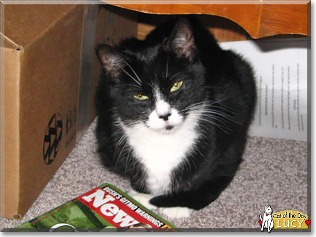 Lucy the Tuxedo Cat, the Cat of the Day