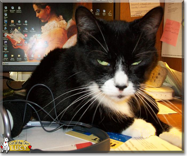 Lucy the Tuxedo Cat, the Cat of the Day