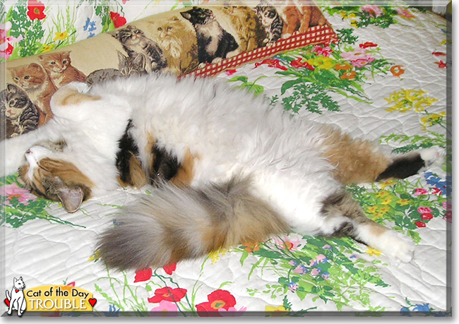 Trouble the Calico Longhair, the Cat of the Day