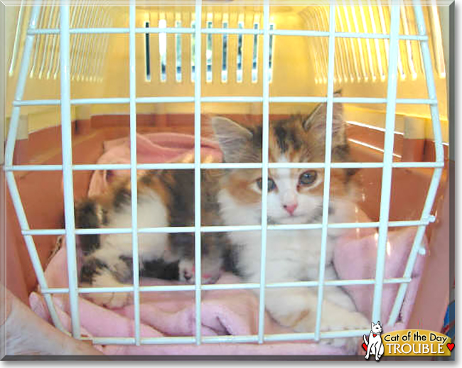 Trouble the Calico Longhair, the Cat of the Day