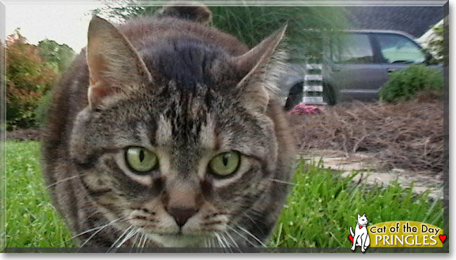 Pringles the Tabby/Calico mix, the Cat of the Day