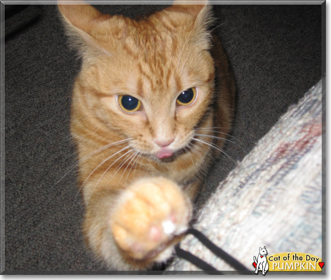 Pumpkin the Orange Tabby, the Cat of the Day