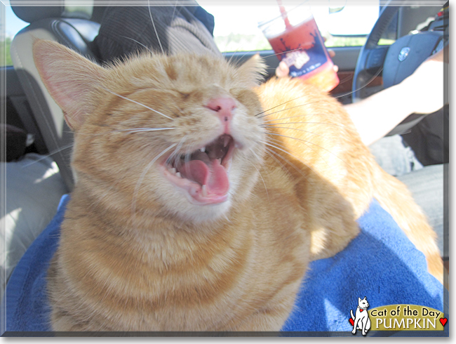 Pumpkin the Orange Tabby, the Cat of the Day