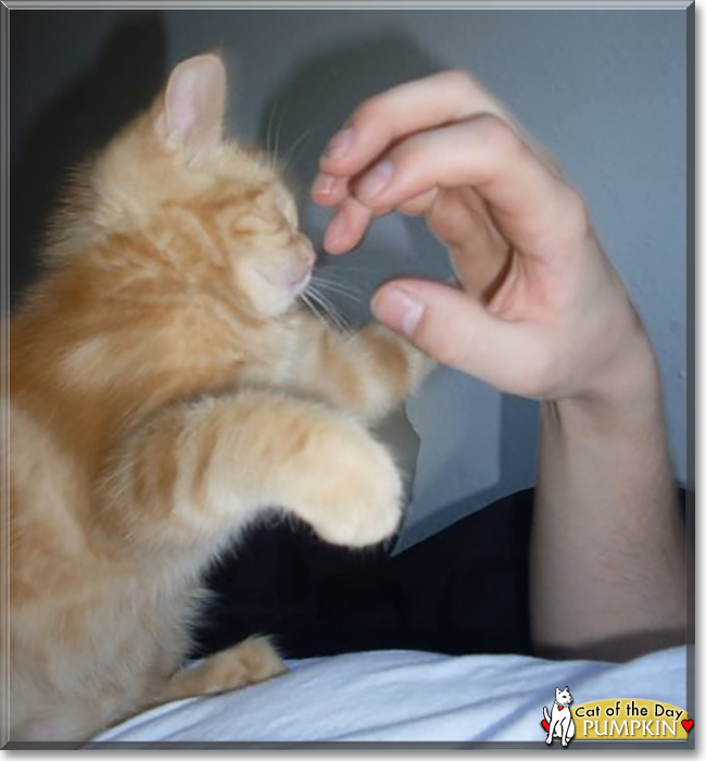 Pumpkin the Orange Tabby, the Cat of the Day