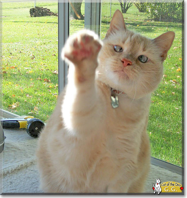 G.G. the Siamese mix, the Cat of the Day