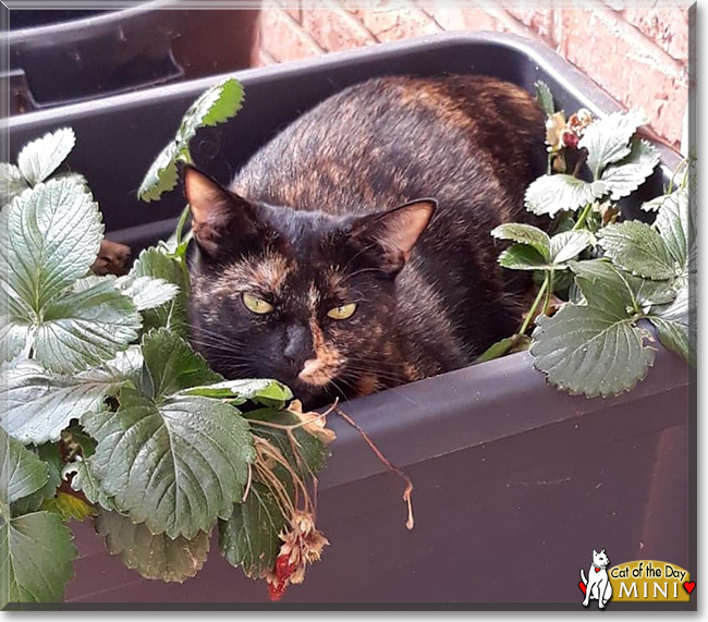 Mini the Tortoiseshell Shorthair, the Cat of the Day