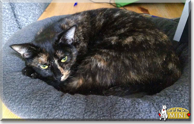 Mini the Tortoiseshell Shorthair, the Cat of the Day