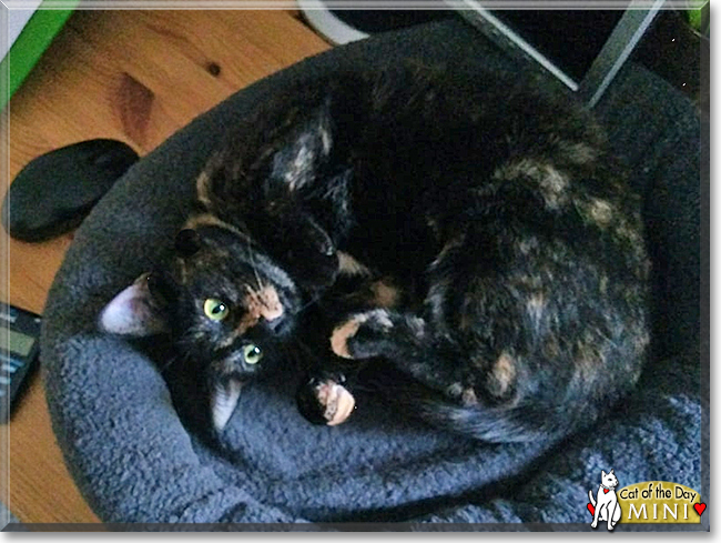 Mini the Tortoiseshell Shorthair, the Cat of the Day