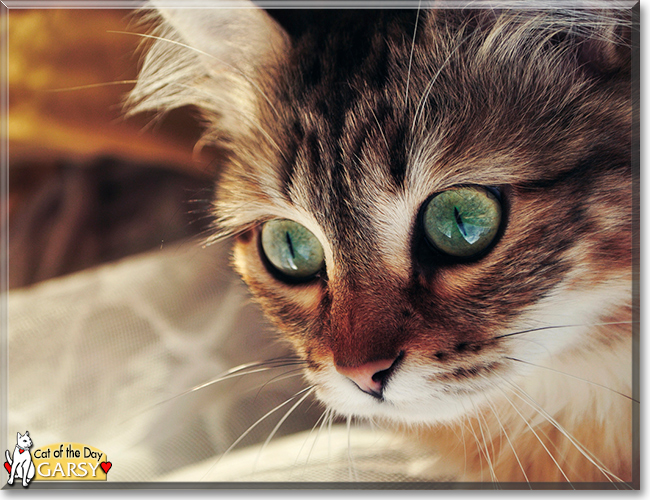 Garsy the Norwegian Forest Cat, the Cat of the Day