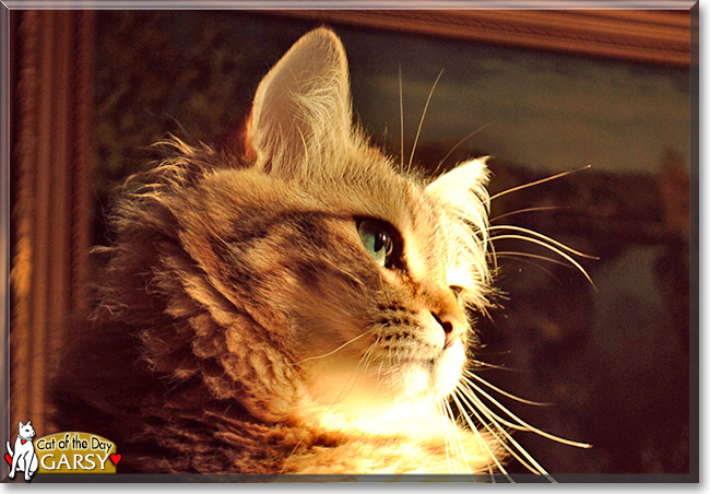 Garsy the Norwegian Forest Cat, the Cat of the Day