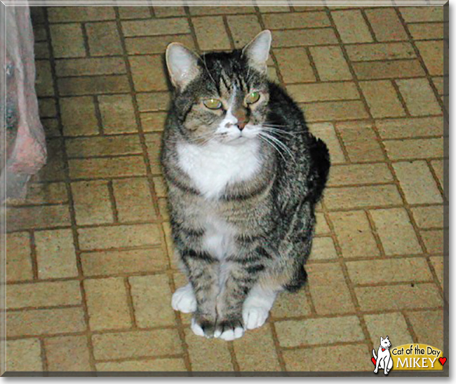 Mikey the Tabby, the Cat of the Day