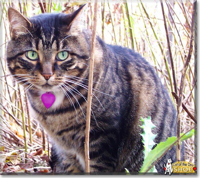 Shoe the Brown Tabby, the Cat of the Day