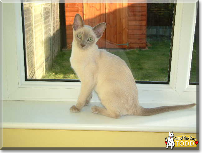 Todd the Tonkinese, the Cat of the Day