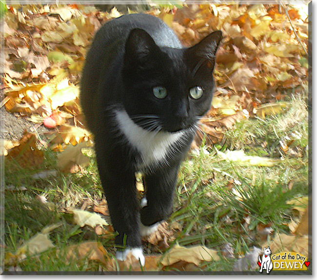 Dewey the Tuxedo Cat, the Cat of the Day