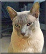 Todd the Tonkinese