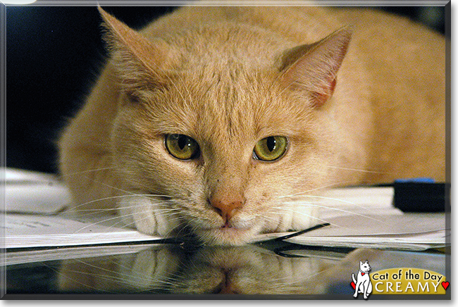 Creamy the American Shorthair, the Cat of the Day