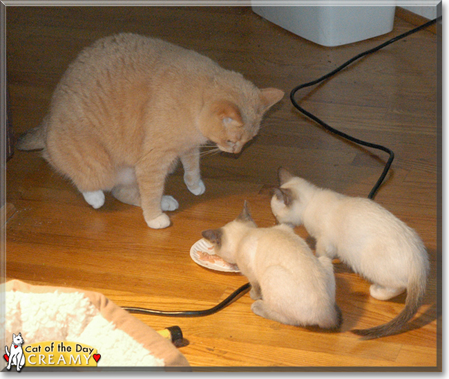 Creamy the American Shorthair, the Cat of the Day