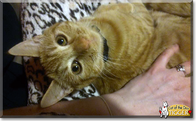 Tigger the Ginger Tabby, the Cat of the Day