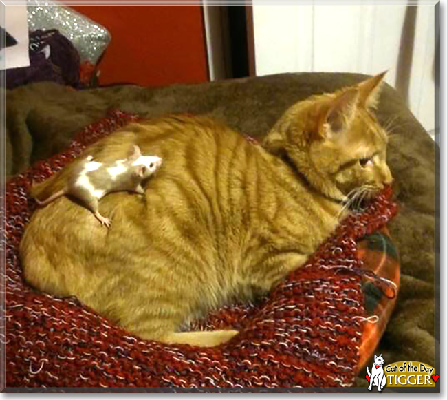 Tigger the Ginger Tabby, the Cat of the Day