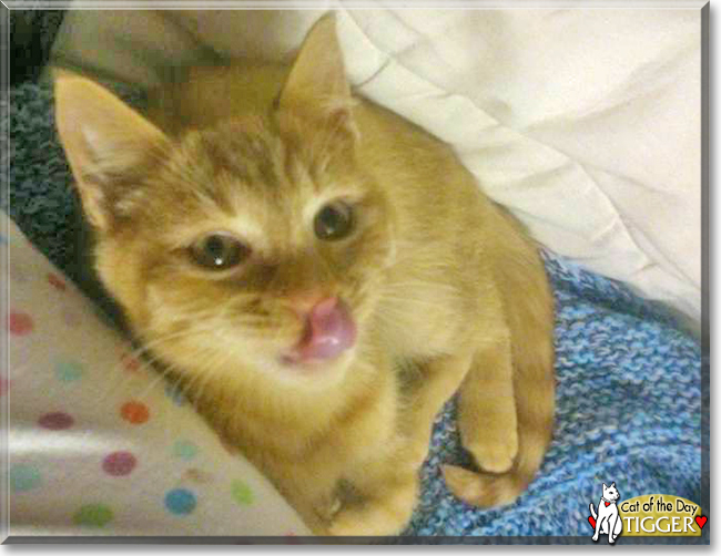 Tigger the Ginger Tabby, the Cat of the Day