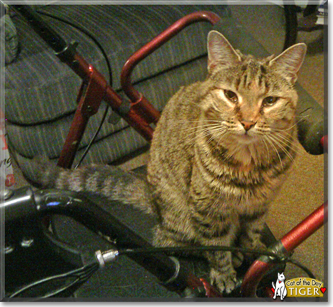 Roxy the Shorthair Tabby, the Cat of the Day