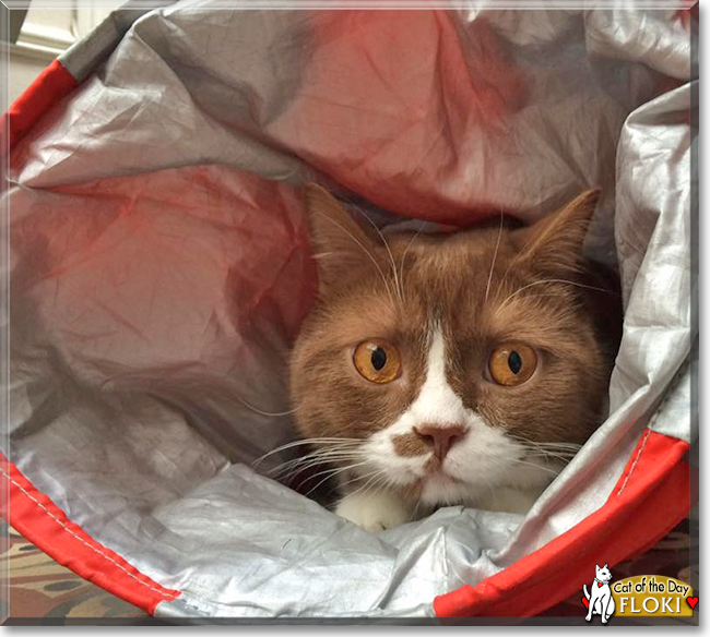 Floki the British Shorthair, the Cat of the Day