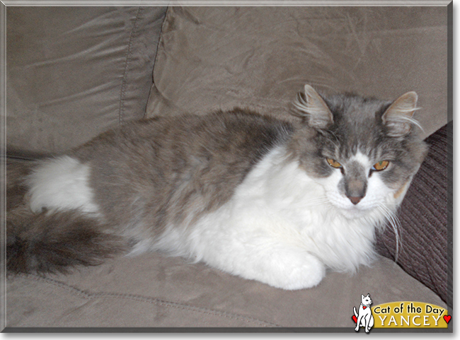 Yancey the Domestic Longhair, the Cat of the Day