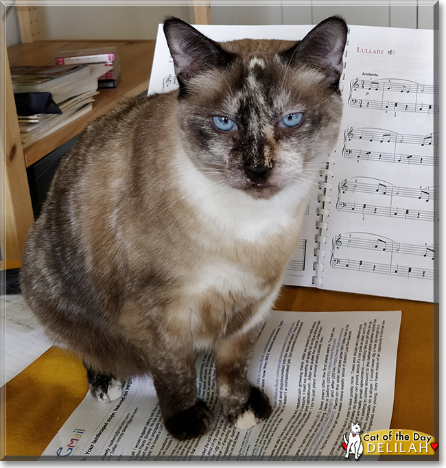 Delilah the Tortoiseshell-Siamese mix, the Cat of the Day