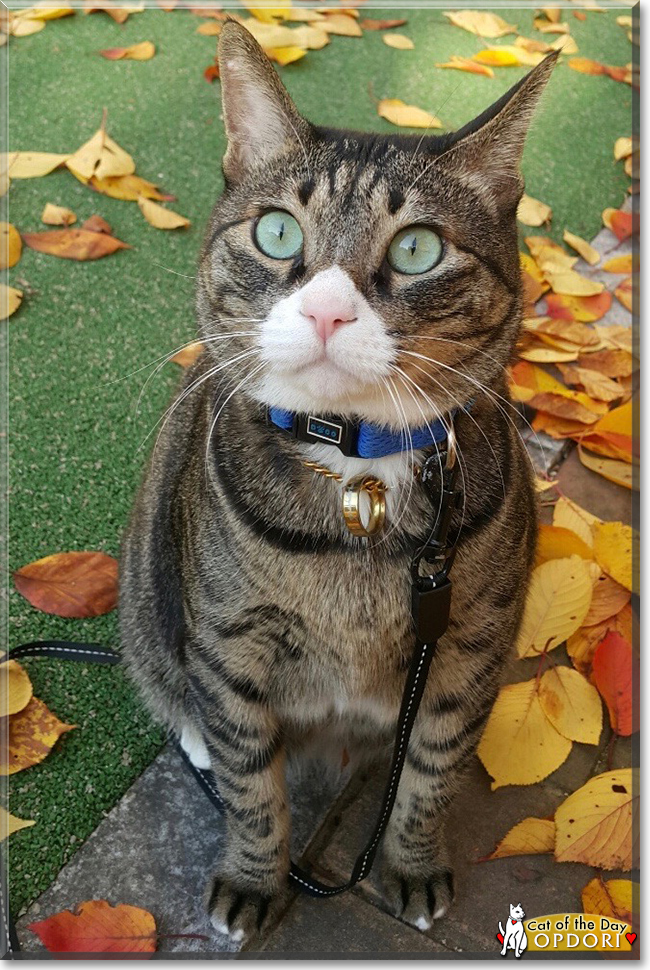 Opdori the Tabby, the Cat of the Day