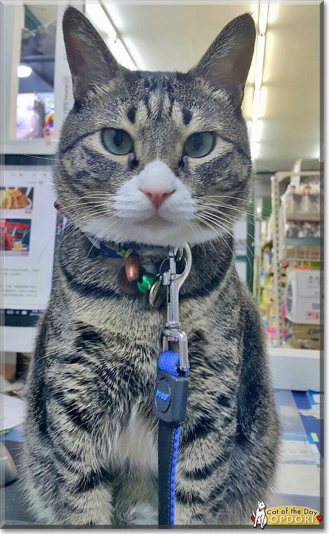 Opdori the Tabby, the Cat of the Day