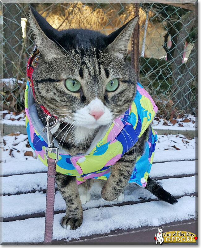 Opdori the Tabby, the Cat of the Day