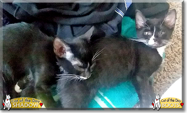 Boots, Shadow the Tuxedo Cats, the Cat of the Day