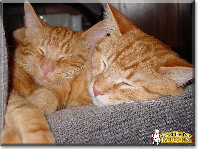 Tarquin the Orange Tabby, the Cat of the Day