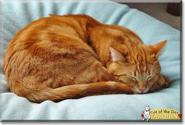 Tarquin the Orange Tabby, the Cat of the Day