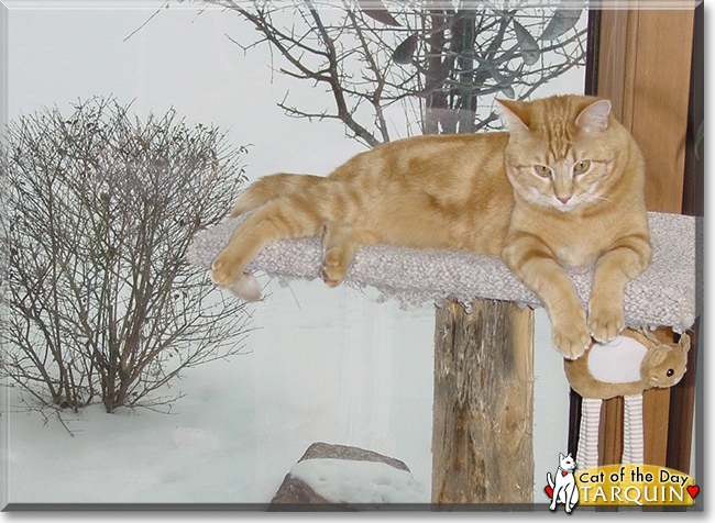 Tarquin the Orange Tabby, the Cat of the Day