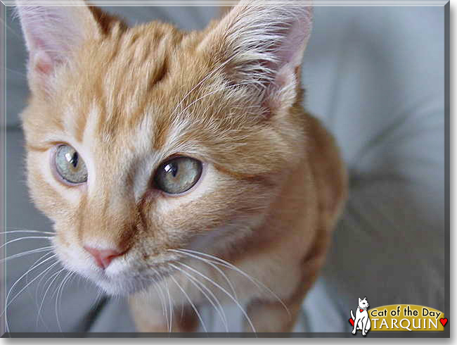 Tarquin the Orange Tabby, the Cat of the Day