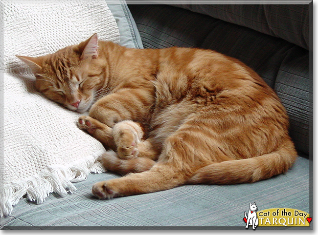 Tarquin the Orange Tabby, the Cat of the Day