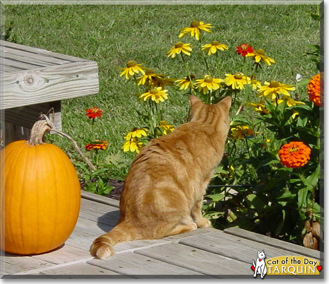 Tarquin the Orange Tabby, the Cat of the Day