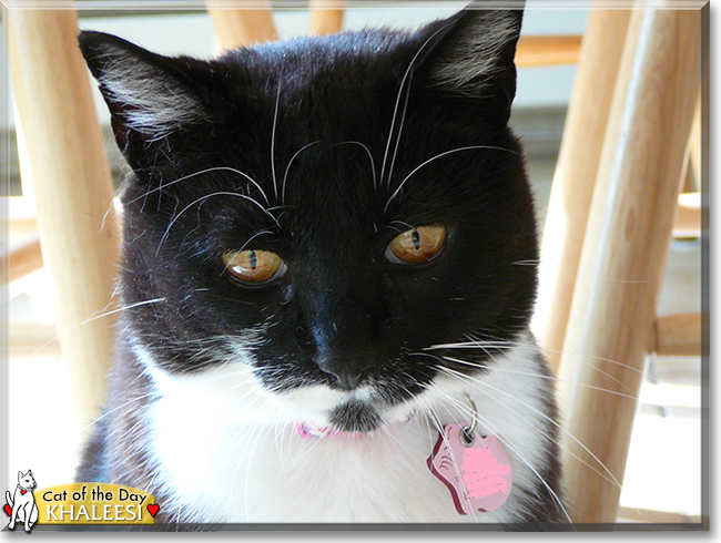 Khaleesi the Tuxedo, the Cat of the Day