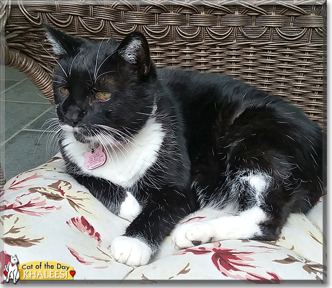 Khaleesi the Tuxedo, the Cat of the Day