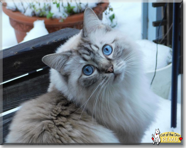 Remu the Ragdoll, the Cat of the Day