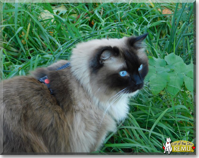 Remu the Ragdoll, the Cat of the Day