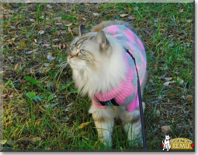 Remu the Ragdoll, the Cat of the Day