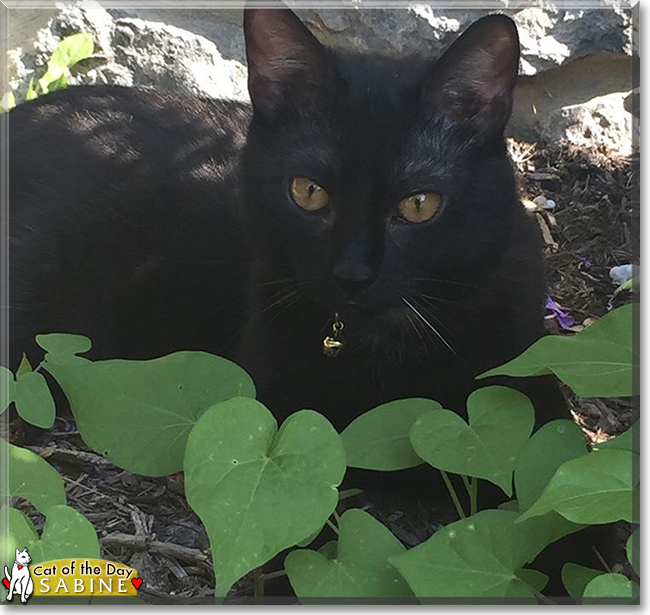 Sabine the Tuxedo Domestic Shorthair, the Cat of the Day