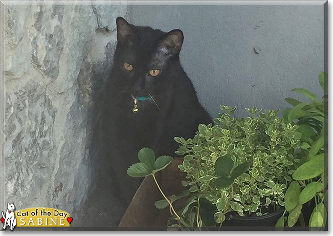 Sabine the Tuxedo Domestic Shorthair, the Cat of the Day