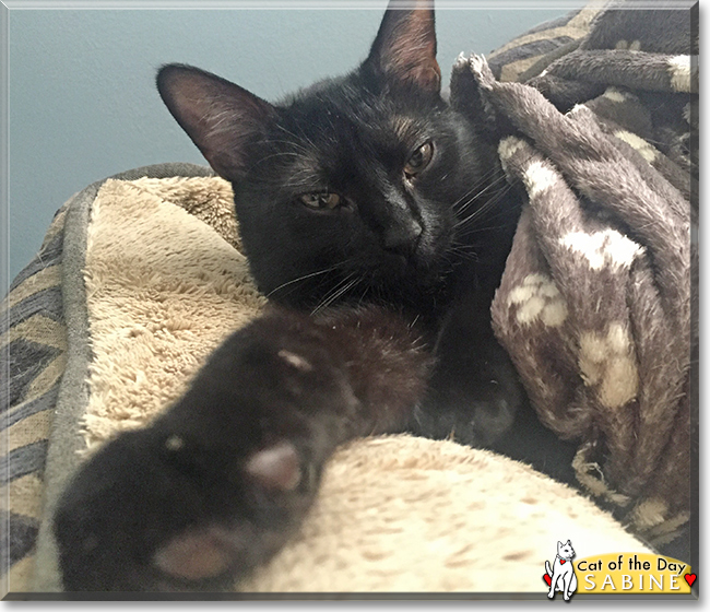 Sabine the Tuxedo Domestic Shorthair, the Cat of the Day